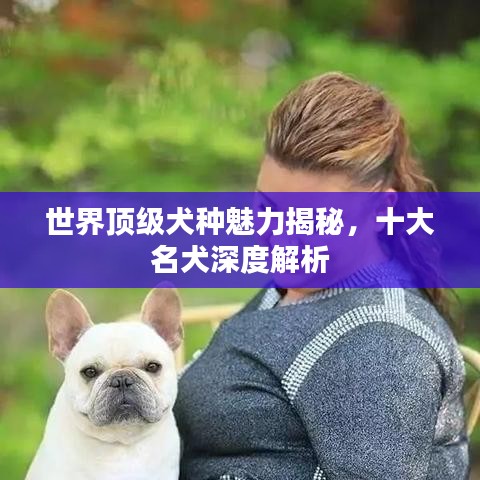 世界顶级犬种魅力揭秘，十大名犬深度解析