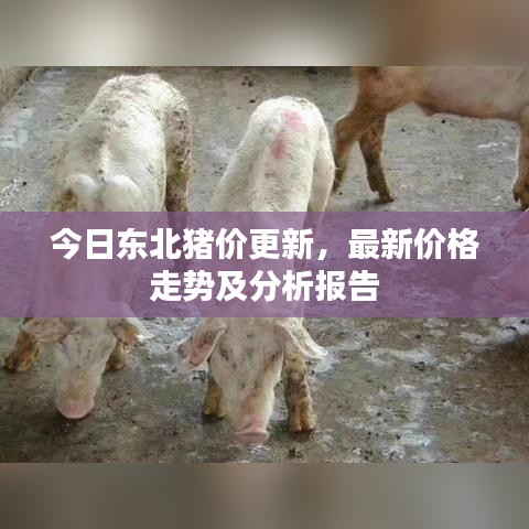 今日东北猪价更新，最新价格走势及分析报告