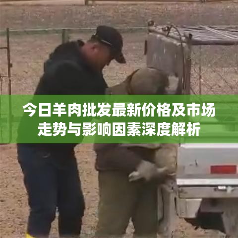 今日羊肉批发最新价格及市场走势与影响因素深度解析