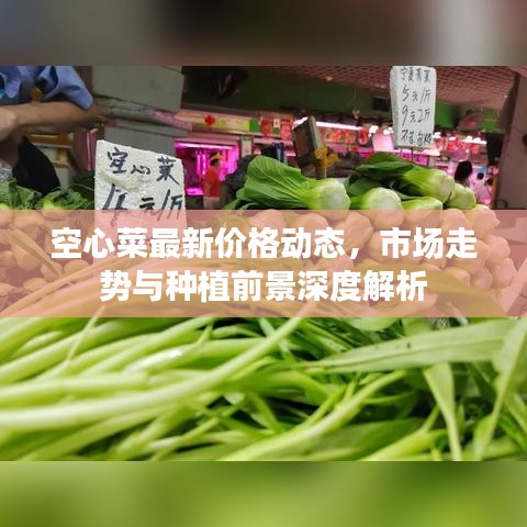 空心菜最新价格动态，市场走势与种植前景深度解析