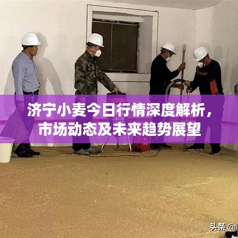 济宁小麦今日行情深度解析，市场动态及未来趋势展望