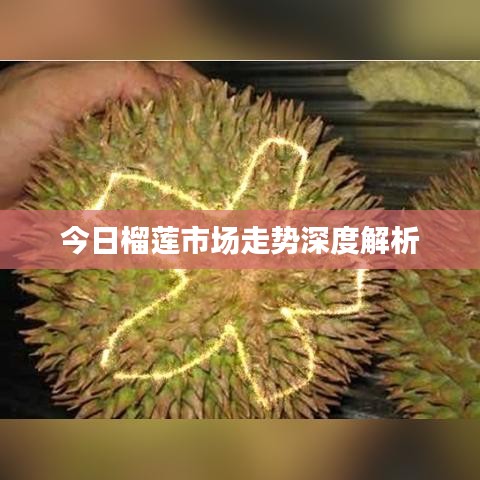 今日榴莲市场走势深度解析