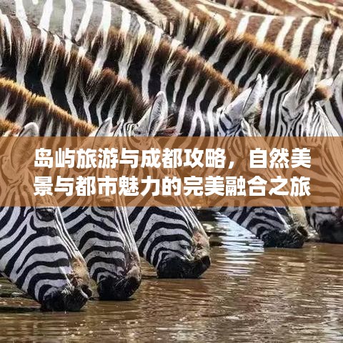 岛屿旅游与成都攻略，自然美景与都市魅力的完美融合之旅