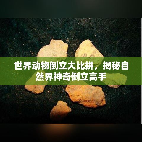 世界动物倒立大比拼，揭秘自然界神奇倒立高手