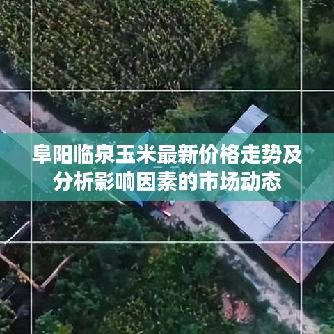 阜阳临泉玉米最新价格走势及分析影响因素的市场动态