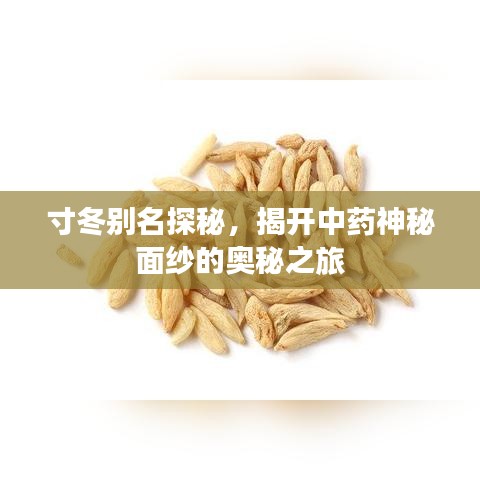 寸冬别名探秘，揭开中药神秘面纱的奥秘之旅