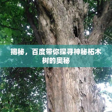 揭秘，百度带你探寻神秘柘木树的奥秘