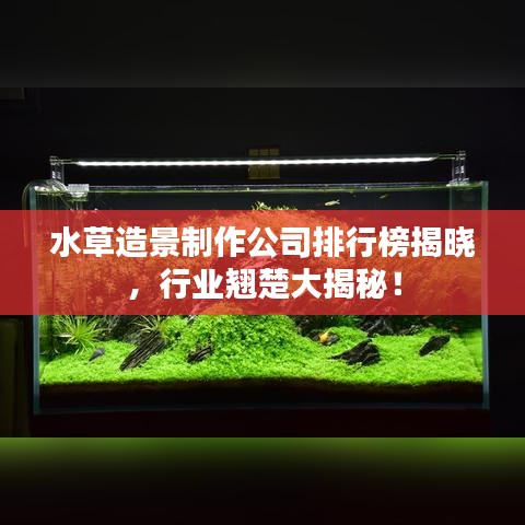 水草造景制作公司排行榜揭晓，行业翘楚大揭秘！