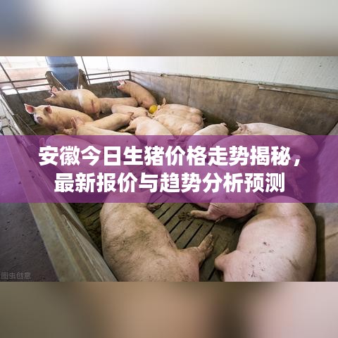 安徽今日生猪价格走势揭秘，最新报价与趋势分析预测