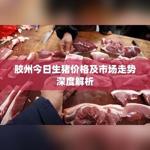 胶州今日生猪价格及市场走势深度解析