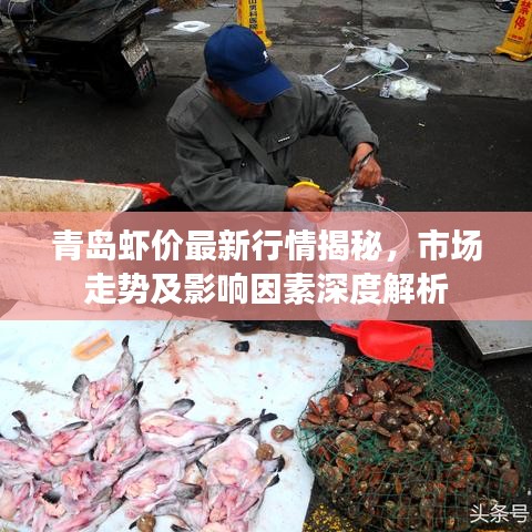 青岛虾价最新行情揭秘，市场走势及影响因素深度解析