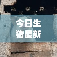 今日生猪最新动态，市场动态解析与养殖前沿技术关注视频
