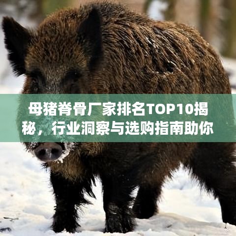 母猪脊骨厂家排名TOP10揭秘，行业洞察与选购指南助你选购优质产品