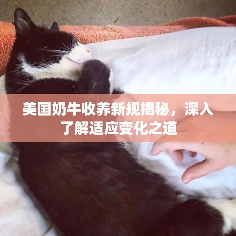 美国奶牛收养新规揭秘，深入了解适应变化之道