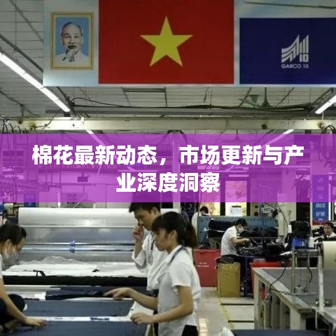 棉花最新动态，市场更新与产业深度洞察