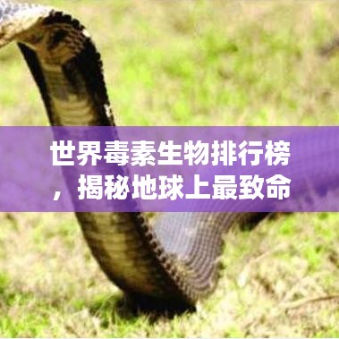 世界毒素生物排行榜，揭秘地球上最致命生物的神秘面纱