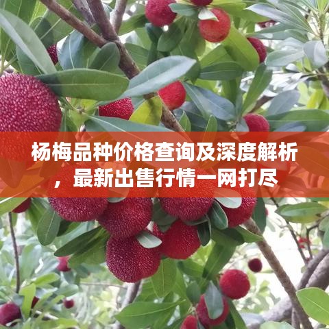 杨梅品种价格查询及深度解析，最新出售行情一网打尽