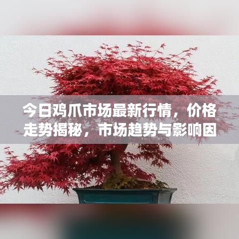 今日鸡爪市场最新行情，价格走势揭秘，市场趋势与影响因素分析