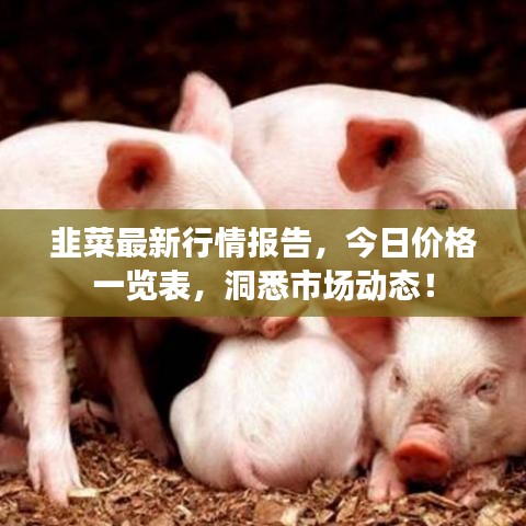 韭菜最新行情报告，今日价格一览表，洞悉市场动态！