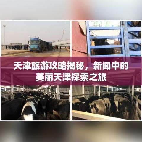 天津旅游攻略揭秘，新闻中的美丽天津探索之旅