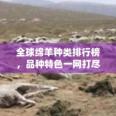 全球绵羊种类排行榜，品种特色一网打尽！