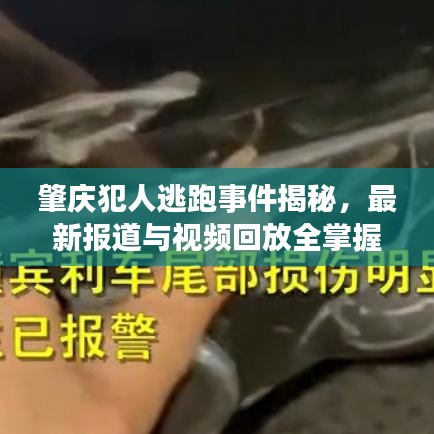 肇庆犯人逃跑事件揭秘，最新报道与视频回放全掌握