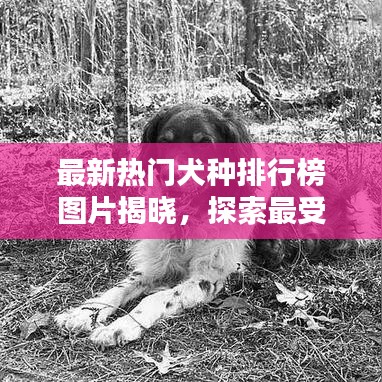 最新热门犬种排行榜图片揭晓，探索最受欢迎狗狗的世界