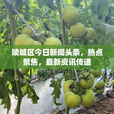 陵城区今日新闻头条，热点聚焦，最新资讯传递