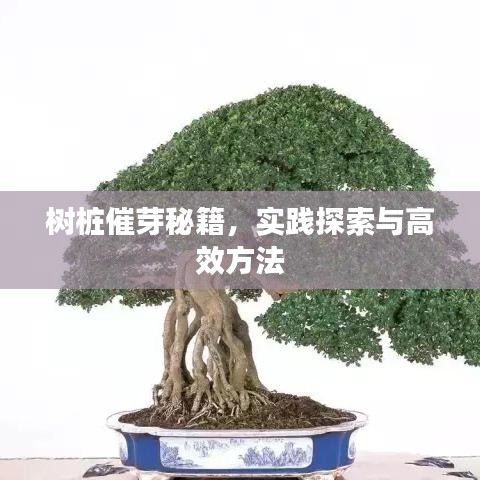 树桩催芽秘籍，实践探索与高效方法