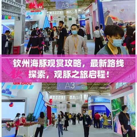 钦州海豚观赏攻略，最新路线探索，观豚之旅启程！