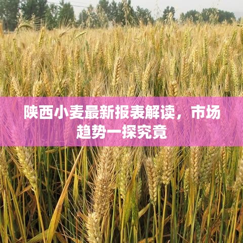 陕西小麦最新报表解读，市场趋势一探究竟