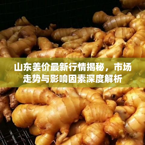 山东姜价最新行情揭秘，市场走势与影响因素深度解析