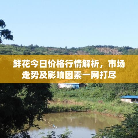 鲜花今日价格行情解析，市场走势及影响因素一网打尽