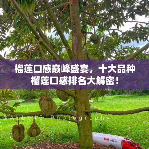 榴莲口感巅峰盛宴，十大品种榴莲口感排名大解密！