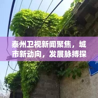 泰州卫视新闻聚焦，城市新动向，发展脉搏探秘