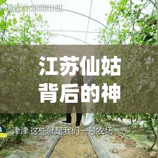 江苏仙姑背后的神秘故事揭秘，新闻头条探寻真相