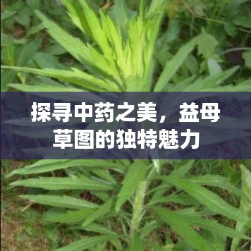 探寻中药之美，益母草图的独特魅力