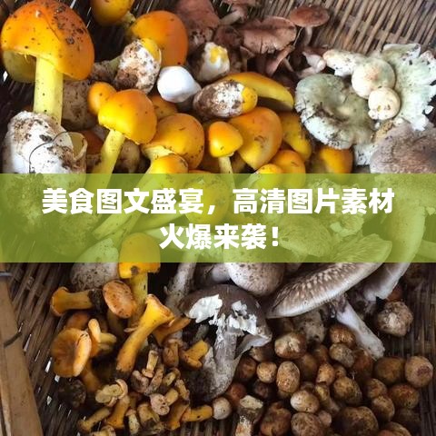 美食图文盛宴，高清图片素材火爆来袭！