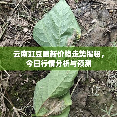 云南豇豆最新价格走势揭秘，今日行情分析与预测