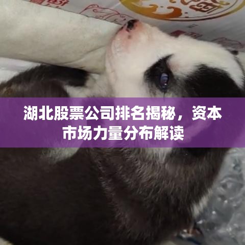 湖北股票公司排名揭秘，资本市场力量分布解读