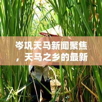 岑巩天马新闻聚焦，天马之乡的最新动态探索