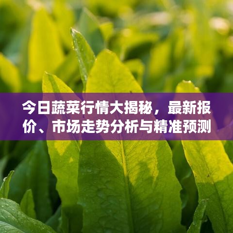今日蔬菜行情大揭秘，最新报价、市场走势分析与精准预测