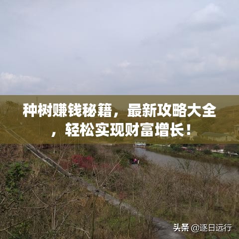 种树赚钱秘籍，最新攻略大全，轻松实现财富增长！