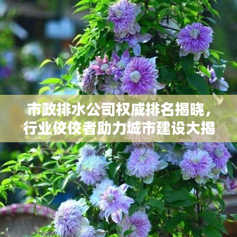 市政排水公司权威排名揭晓，行业佼佼者助力城市建设大揭秘