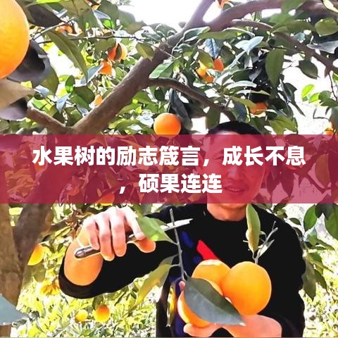 水果树的励志箴言，成长不息，硕果连连