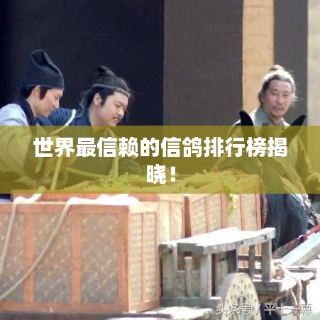 世界最信赖的信鸽排行榜揭晓！