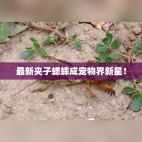 最新夹子蟋蟀成宠物界新星！