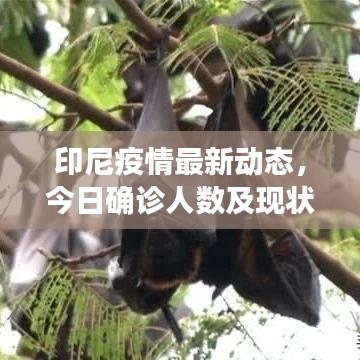 印尼疫情最新动态，今日确诊人数及现状观察
