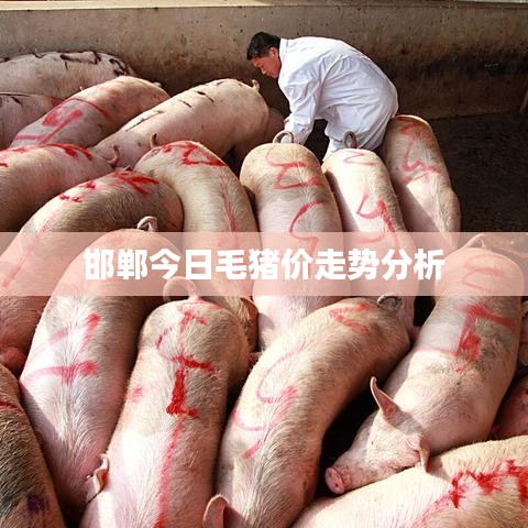 邯郸今日毛猪价走势分析