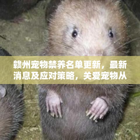 赣州宠物禁养名单更新，最新消息及应对策略，关爱宠物从现在开始